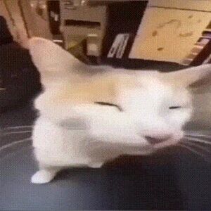 Meet your Posher, Lilly